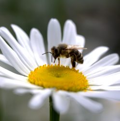 Sakupljač pčelinjeg otrova – Bee Venom Collector